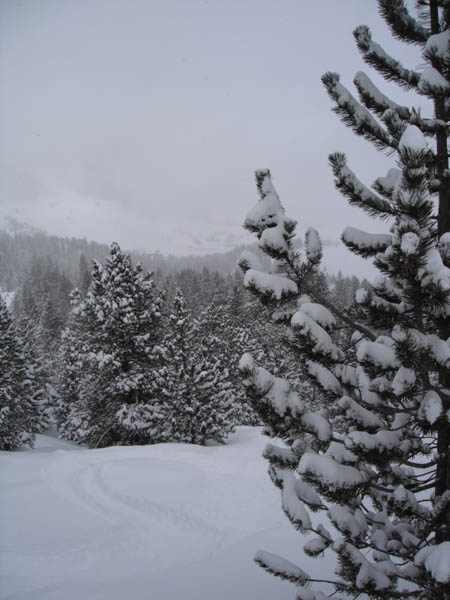 A favourite sight, snowy trees and powder 13/03