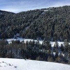 The forests on the road to Grau Roig covered in snow