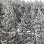 The snow started covering the forests of Grau Roig