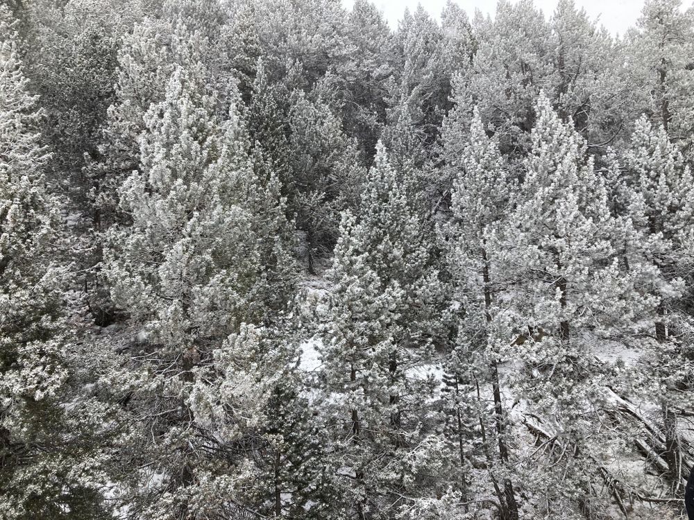 The snow started covering the forests of Grau Roig
