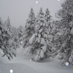 Heavy snowy trees 26/12