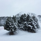 Snow heavy on the trees