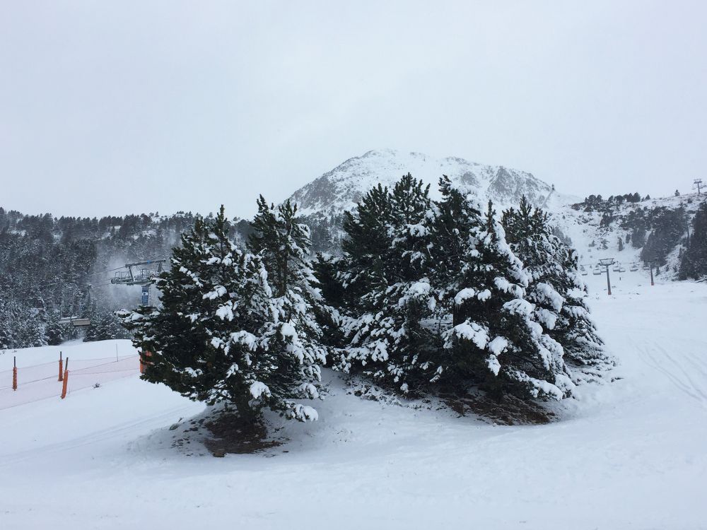 Snow heavy on the trees