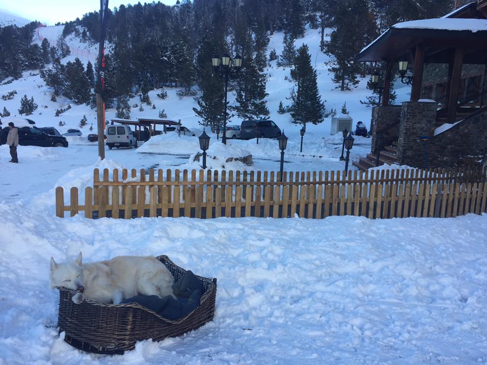 Sleepy dog in the snow
