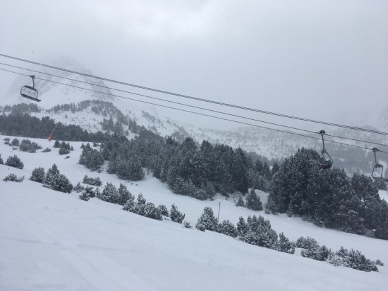 Snowy tree lines